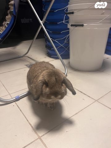 תמונת מודעה - חיות מחמד