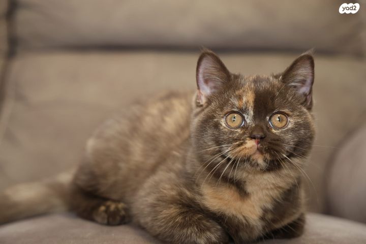 תמונת מודעה - חיות מחמד