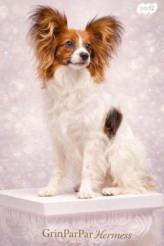 תמונת מודעה - חיות מחמד