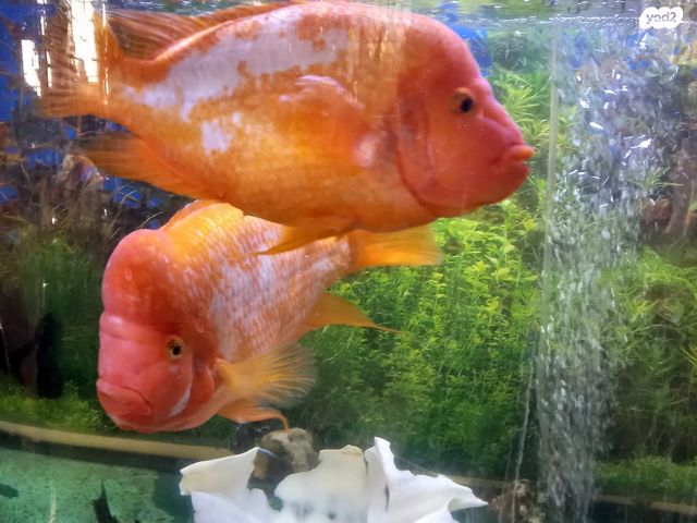 תמונת מודעה - חיות מחמד