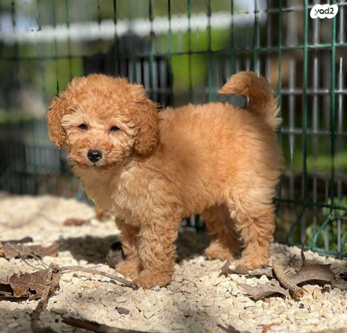 תמונת מודעה - חיות מחמד