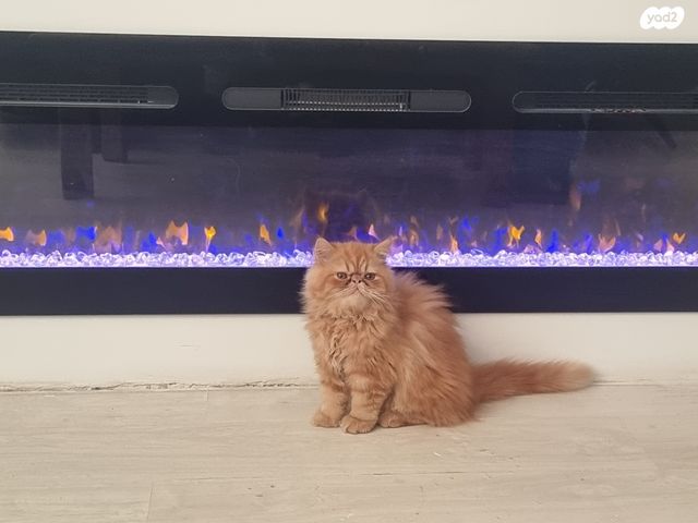 תמונת מודעה - חיות מחמד