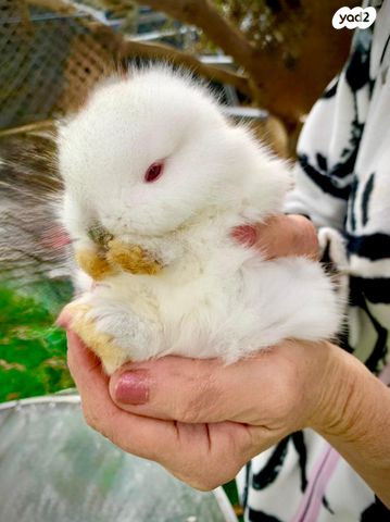 תמונת מודעה - חיות מחמד