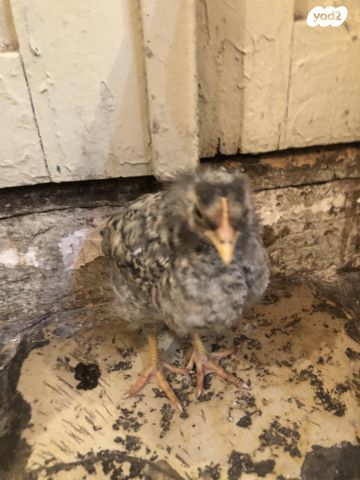 תמונת מודעה - חיות מחמד