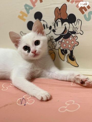 תמונת מודעה - חיות מחמד