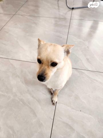 תמונת מודעה - חיות מחמד