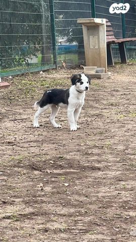 תמונת מודעה - חיות מחמד