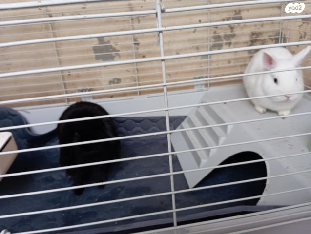 תמונת מודעה - חיות מחמד