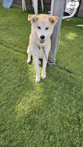 תמונת מודעה - חיות מחמד