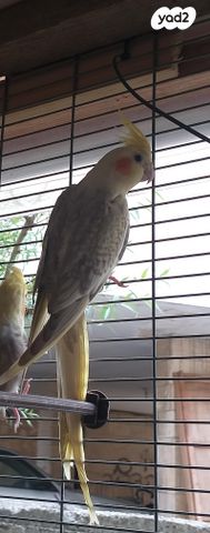 תמונת מודעה - חיות מחמד