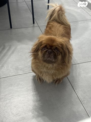 תמונת מודעה - חיות מחמד