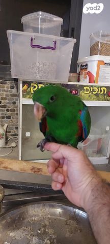 תמונת מודעה - חיות מחמד