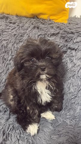 תמונת מודעה - חיות מחמד