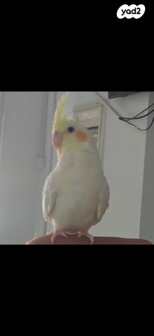 תמונת מודעה - חיות מחמד