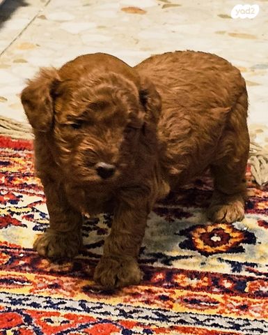 תמונת מודעה - חיות מחמד