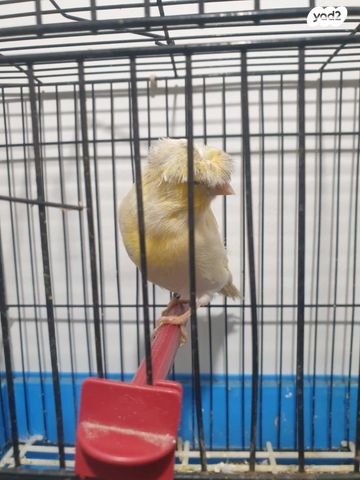 תמונת מודעה - חיות מחמד