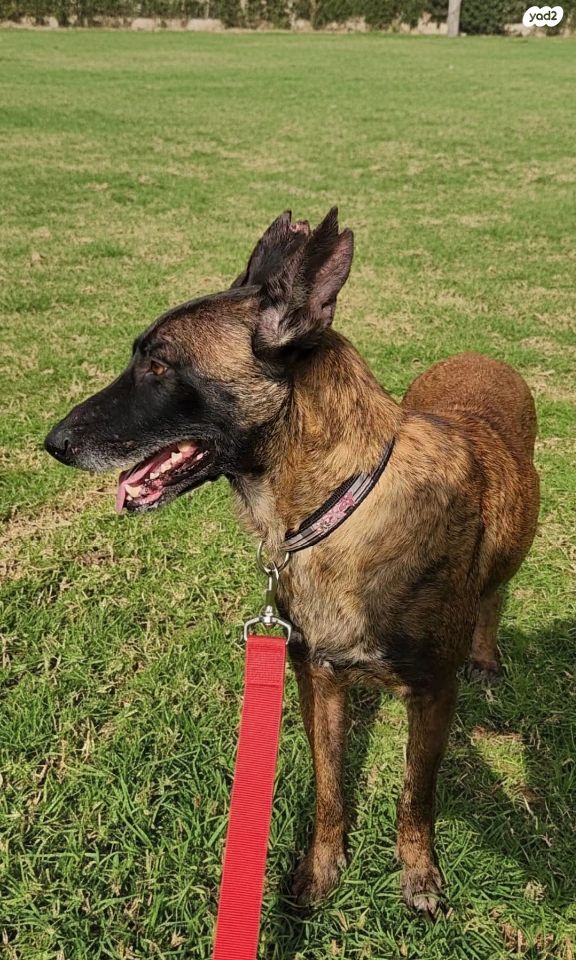 תמונת מודעה - חיות מחמד