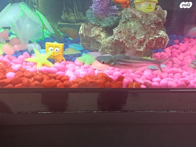 תמונת מודעה - חיות מחמד