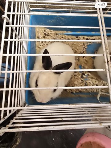 תמונת מודעה - חיות מחמד