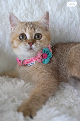 תמונת מודעה - חיות מחמד