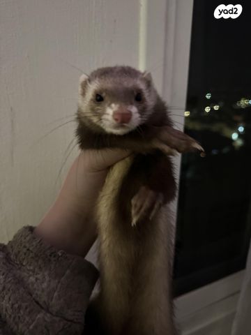 תמונת מודעה - חיות מחמד