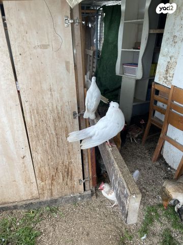 תמונת מודעה - חיות מחמד