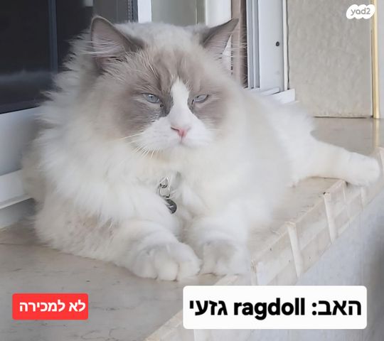 תמונת מודעה - חיות מחמד