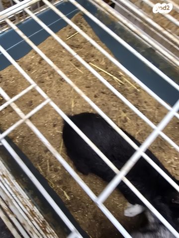 תמונת מודעה - חיות מחמד