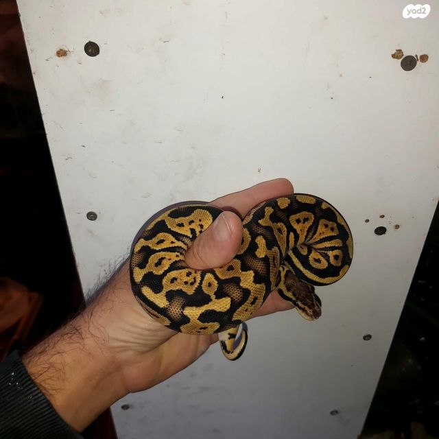 זוחל פיתון מתכדר