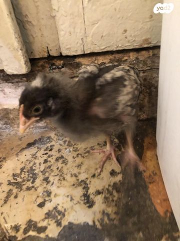 חיית משק פלימות רוק