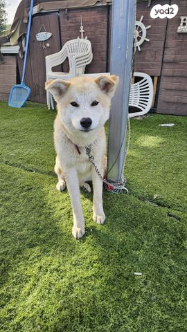 כלב אקיטה אינו