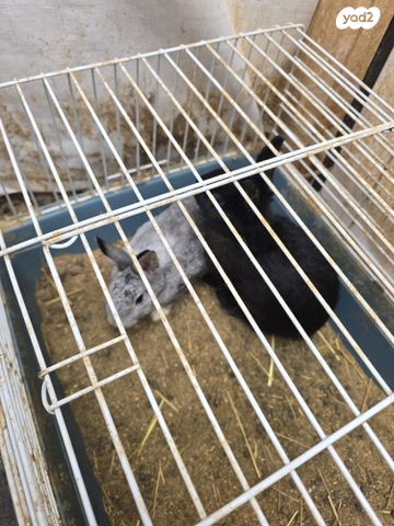 מכרסם ארנב ננסי