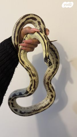 זוחל קינג סנייק