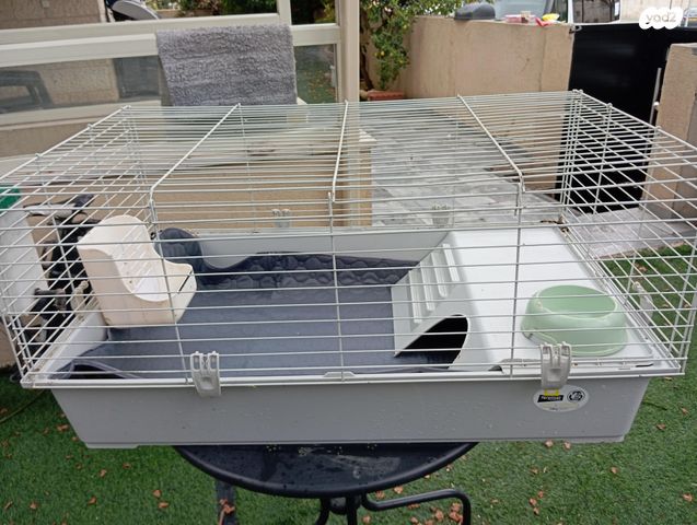 מכרסם ארנב ננסי