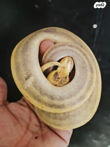 זוחל פיתון מתכדר