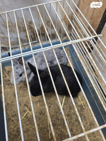 מכרסם ארנב ננסי