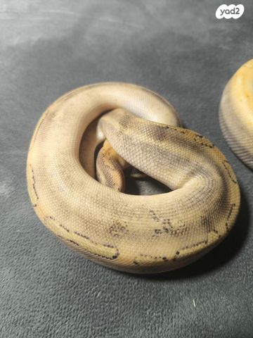 זוחל פיתון מתכדר