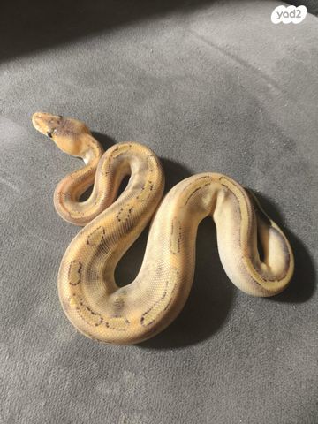 זוחל פיתון מתכדר