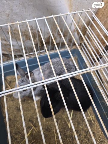 מכרסם ארנב ננסי