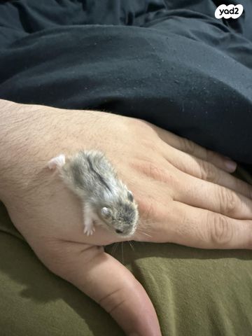 מכרסם אוגר סיבירי