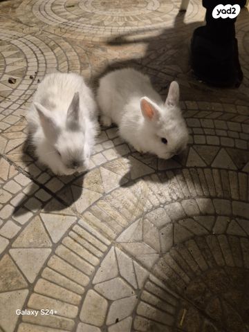 מכרסם ארנב ננסי