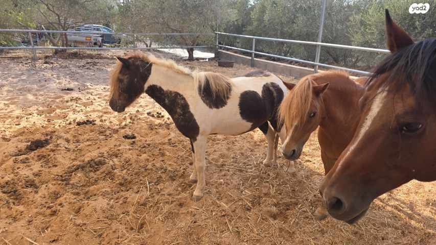 תמונת מודעה - חיות מחמד