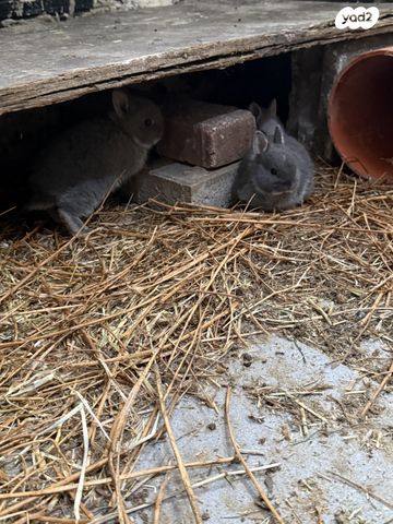 תמונת מודעה - חיות מחמד