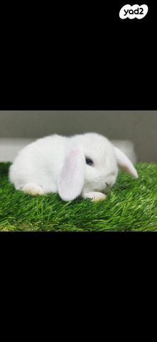 תמונת מודעה - חיות מחמד