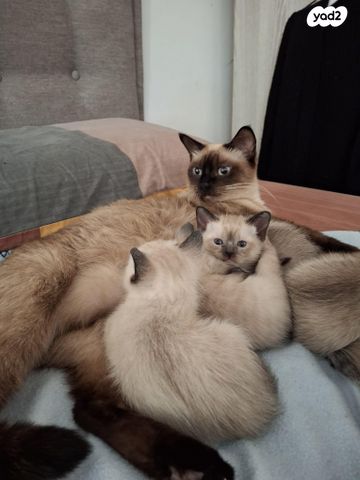 תמונת מודעה - חיות מחמד