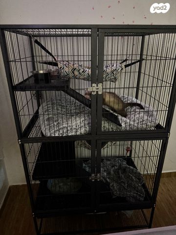 תמונת מודעה - חיות מחמד