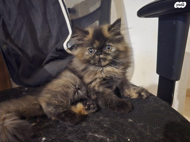 תמונת מודעה - חיות מחמד