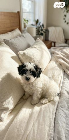 תמונת מודעה - חיות מחמד