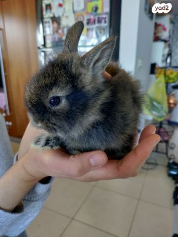תמונת מודעה - חיות מחמד