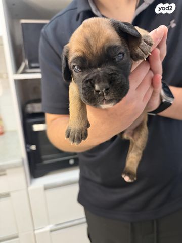 תמונת מודעה - חיות מחמד